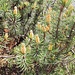 <b>I fiori maschili dei pini mughi si associano alle pigne, poste all’apice dei giovani rami. Gli strobili impiegano due anni a maturare. La loro fragranza è particolarmente piacevole all’olfatto.</b>