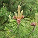<b>Pinus mugo.</b>