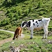 die kleinere braun gefleckte Kalbin lag noch bevor ich ankam, eine Rastbank gibt es auch an der Kreuzung
