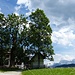 Es freut mich jedesmal, zum Gschwandtnerbauern hinaufzugehen.<br />Links steht eine Esche, ein früher oft angepflanzter Baum an Bergbauernhöfen oder Almen. Das Holz eignet sich gut für Spatenstiele, Äxte usw, weil es hart und außerdem elastisch ist. Und frisch ausgetriebene Eschenäste wurden früher gerne als nahrhaftes Tierfutter für Kälber und Kühe verwendet. 