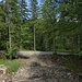 Diese Forststraße erreiche ich in etwa am Scheitel einer Serpentinenkurve von links (Norden) nach rechts (Süden). Ich wende mich nach rechts.