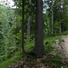 Der Weg steigt zur Grathöhe des Unterreidla an. Linkerhand fällt das Gelände zum Altenbach ab