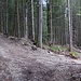 Ein klassisches Karrenweg-Dilemma - wiederum ohne gelbe Hilfe. Rechts (rote Markierung) ist für heute falsch, der linke Weg (auffällig beschuppter Baum) stimmt.