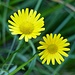 Blumengruß (gelb)