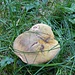 Wächst gerne im Gras: der Netzstielige Hexenröhrling, ein Pilz, der für manche unverträglich sein soll. Haben Hikr. einschlägige Erfahrungen gemacht?