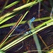 die Libellen paaren sich zur Zeit und fliegen immer zu zweit umher<br />Wie kopulieren Libellen? Libellen sind die einzigen Tiere die ein Paarungsrad bilden. Dazu fängt das Männchen ein Weibchen mit seinen Hinterleibsanhängen. Die Hinterleibsanhänge eines Libellenmännchens sind so geformt, dass das Männchen problemlos den Kopf seines Weibchens im Flug ergreifen kann, ohne sie zu verletzen