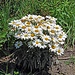 sieht aus wie ein Blumenstrauss, ist aber eine eigenständige Blume auf einer der Inseln im Gäbrisseeli