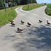 die Enten vom Gäbrisseeli machen einen Ausflug