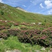 Alpenrosen im Val Fless