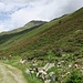 Auch im Chüealptal blühen die Alpenrosen