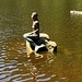Die Nixe vom Mummelsee!