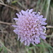 Acker-Witwenblume (Knautia arvensis) - Dieses Pflanze hat den Winter bisher überstanden 