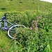 Wo wird schon ein Bike-Depot von Türkenbund-lilien" bewacht"?