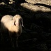 Das heilige Schaf 