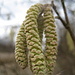 Hasel (Corylus avellana) - männlicher Blütenstand. Dieses Jahr bereits im Januar