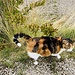 ... vor der nächsten Katzenbegegung