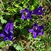 <b>Gentiana acaulis.</b>
