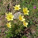 <b>Pulsatilla sulfurea.<b></b></b>