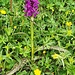 <b>Dactylorhiza majalis var. alpestris.</b>