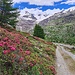 <b>Rhododendron ferrugineum.</b>