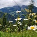 Margeriten