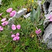 Steinnelken.