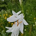 Lillie.