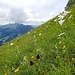 Blütenmeer