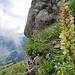 Schöne Pflanze