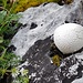Ein Bovist auf Alpenkalk.