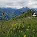 Blumenwiese.
