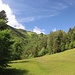 über die kleine Wiese zum Waldrand