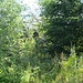 Der erste erreichte Felsen, die Fuchsklippe ist vom Weg aus eigentlich durch einen Pfad erreichbar, der aber zugewachsen ist.