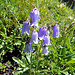 Glockenblume