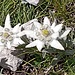 Die ersten Edelweiss