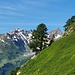 Faldumrothorn
