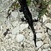 Salamander