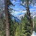 im dichteren Wald nur wenige Durchblicke