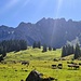 Die Kühe genüsslich am grasen