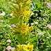 Die Wiesen sind voller Alpenblumen, eine wahre Pracht