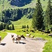 ... und die Geisslein sind auf der Suche nach den besten Kräutern
