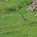 Merlo dal collare ( turdus torquatus)