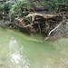 nächste Kuhle unter Baumwurzeln - der Baum wurde zwischenzeitlich abgesägt, vermutlich ist er gekippt und hat den Wasserlauf gestaut