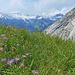 Alpenastern...