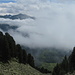 bosques y nubes