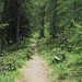 bajamos por un bosque hacia Burgeis
