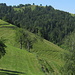 intensives grün im Frühsommer. un color verde intenso a los principios de verano