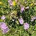 ... durch eine prächtige Blumenwiese