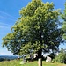 grandioser Baum vor dem Denkmal