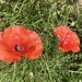 uns begeistern auch diese Blumen